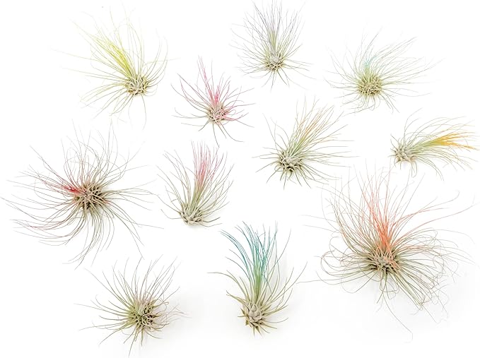 Fuchsia Colorful Tillandsia Air Plants - Long Lasting Color Enhanced Live Tillandsia Succulent House Plants - Home and Garden Decor - Easy Care Indoor/Outdoor Plants (Argentea Thin, Single)