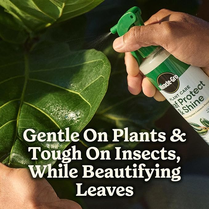 Miracle-Gro Plant Care Leaf Protect and Shine, 4-in-1 Insecticide, Miticide, Fungicide and Leaf Shine Spray for Indoor Plants, 8 fl. oz., 2-Pack