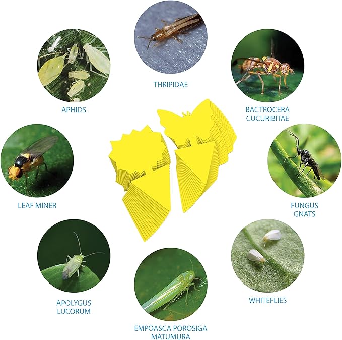 15 pcs Gnat Traps for House Indoor, Fungus Gnat Sticky Traps for Plants, Sticky Traps for Gnats - Plant Sticky Traps for Bugs, Sticky Fly Traps for Plants Trap Fungus Gnat, Fruit Fly and Other Insects