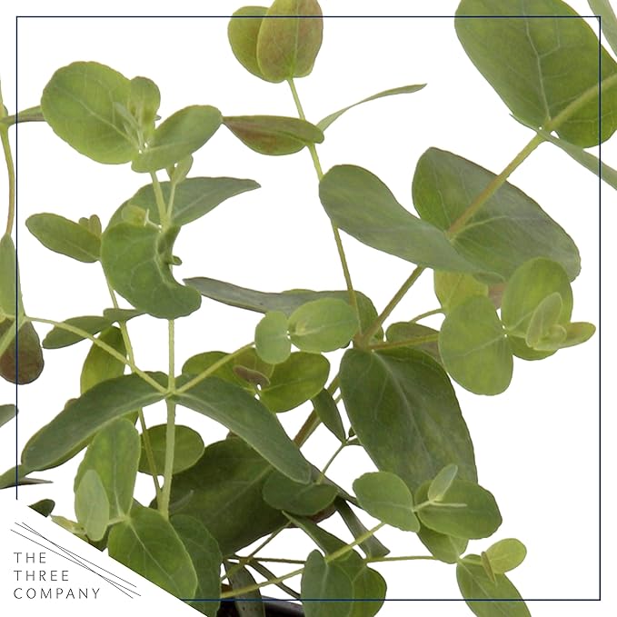 Live Aromatic and Edible Herbs - Assorted Varieties (4 Per Pack) - Lemon Verbena, Eucalyptus, Mint, Lavender - 6" Tall by 3" Wide in 1 Pint Pot