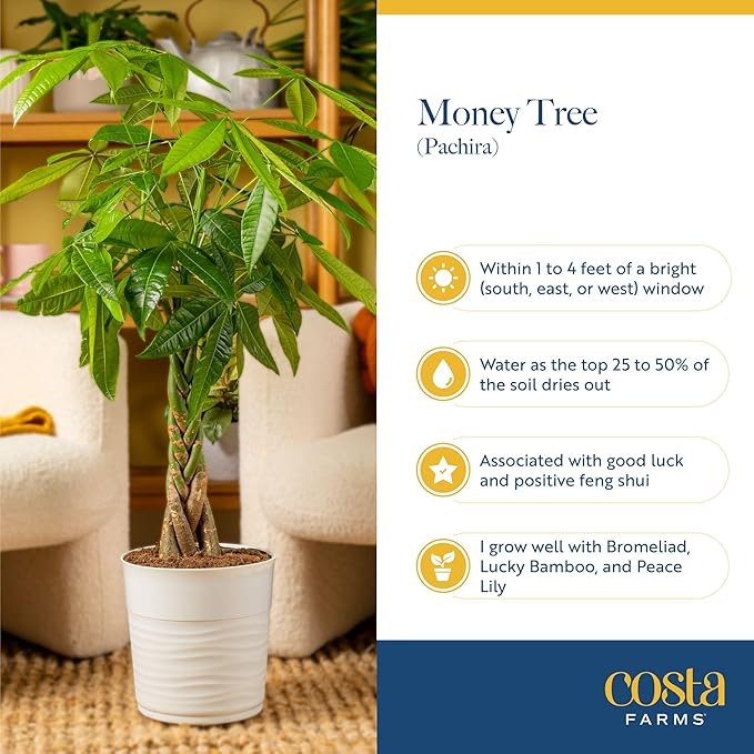 Costa Farms Money Tree Live Indoor Plant with Heart Decoration, Pet Friendly Braided Bonsai Style Pachira Aquatica in Decorative Pot, Easy Care Air Purifier, Gift for Home or Office, 12-16 Inches Tall