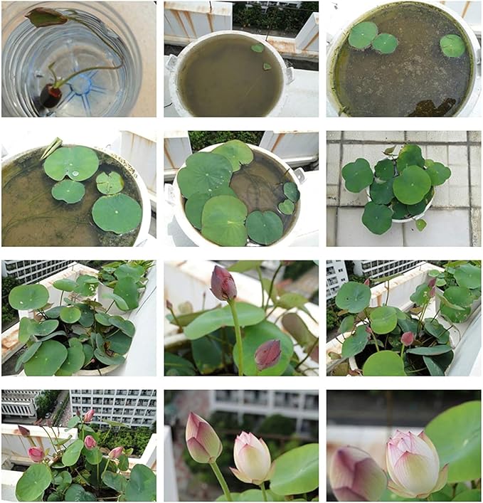 12pcs Mixed Pink, Red & Green Color Bowl Lotus Seeds for Planting Beautiful Water Plants for Indoor Bonsai, Outdoor Ponds