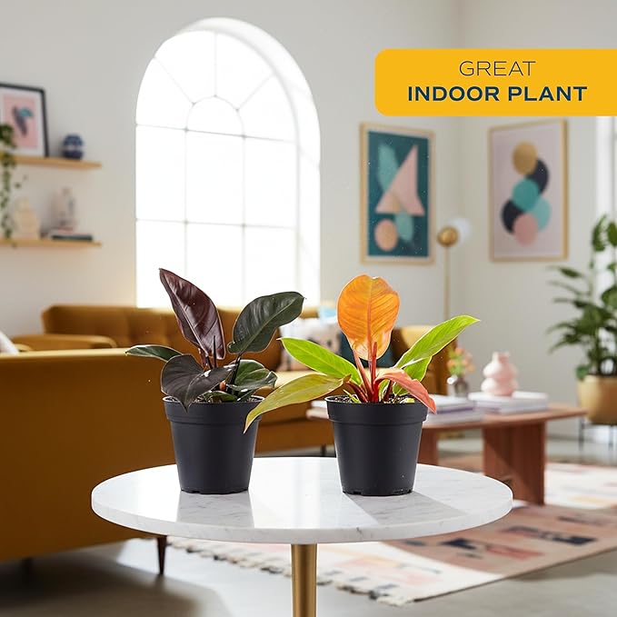 Costa Farms Philodendron Live Plant in Decorative Pot, Air Purifying Indoor Houseplant, Assorted Variety, Home, Room, or Office Decor, House Warming or Birthday Gift, 12-18 Inches Tall, Pack of 2