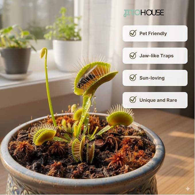 Venus Fly Trap Plant Pet Friendly Non-Toxic 2" Pot Live Carnivorous Plant for Indoor & Outdoor Use | Easy to Grow Bugs Catcher Trap Houseplant for Beginners | Live Plant in 2" Nursery Pot - JitoHouse