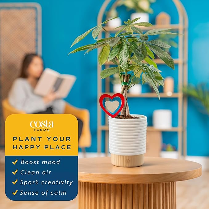 Costa Farms Money Tree Live Indoor Plant with Heart Decoration, Pet Friendly Braided Bonsai Style Pachira Aquatica in Decorative Pot, Easy Care Air Purifier, Gift for Home or Office, 12-16 Inches Tall