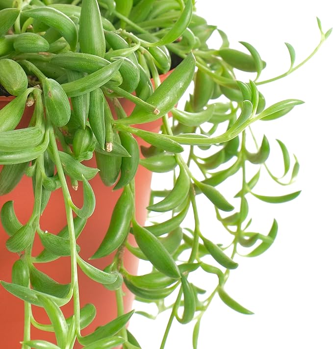 Shop Succulents String of Bananas Hanging Succulent, Fully Rooted Live 6" Succulent Plant with Hanger, Low Maintenance Indoor Plant, Trailing Succulents, Gift & Garden