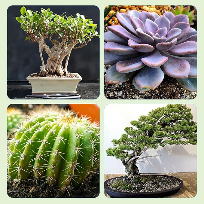 Doter Bonsai Soil Mix Ready to Use (2qt), Premium Fast Draining Organic All Purpose Potting Mix for All Varieties of Bonsai