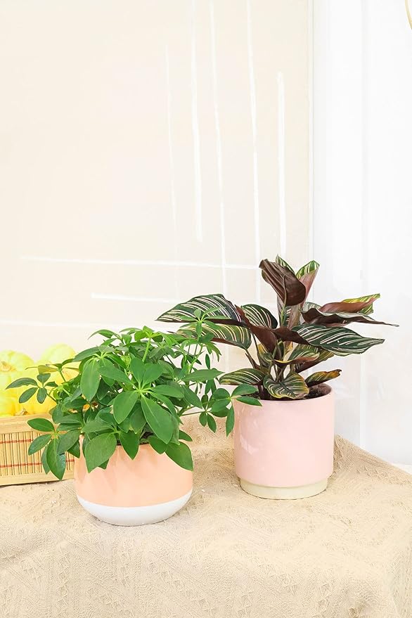Schefflera Arboricola - Dwarf Umbrella Tree (4" Grower Pot) - Tropical Houseplant - Low Light and Healthy Houseplant - Easy to Care Indoor Houseplant