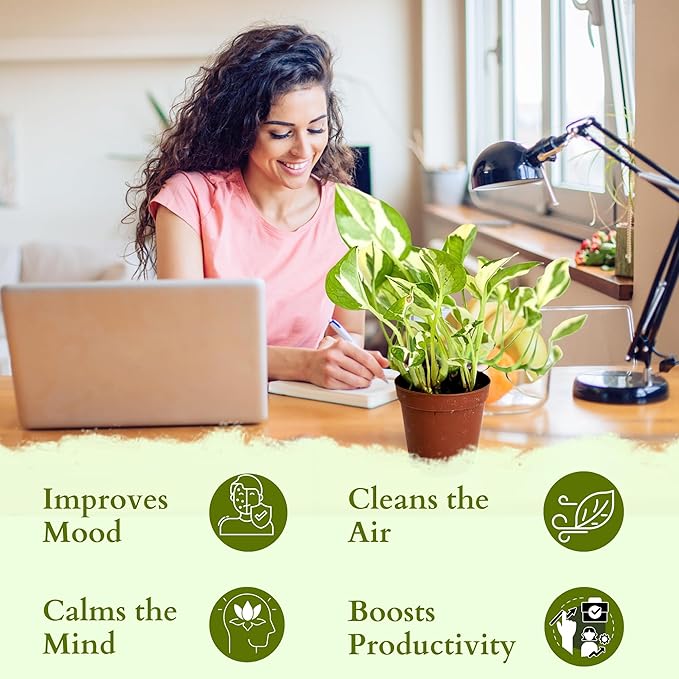 Live Pothos Plant Njoy - Easy to Care & Grow Vining Live Indoor Houseplant - Air Purifying Trailing Plant in Pot - Flowers for Home Office Room Decor & Gift (Heat Pack Included)