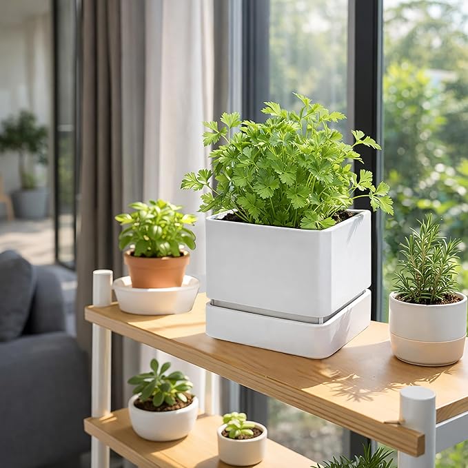 D'vine Dev 6 Inch Herb Planter Pot, Plastic Planter with Drainage Holes and Saucer, Modern Decorative Gardening Pot for Indoor Plants, Flowers, Herbs, Succulents, White, Set of 2, 76-Y-A2-2