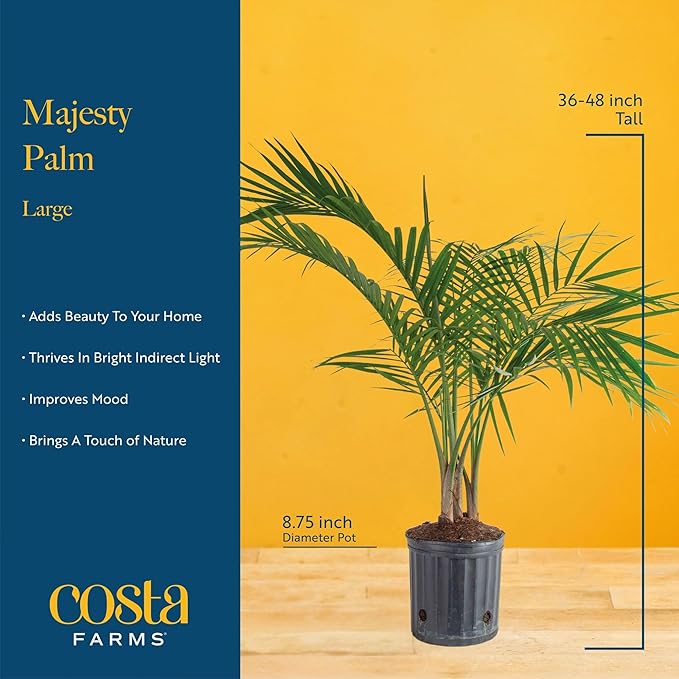 Costa Farms Majesty Palm Live Plant, Large Tropical Floor Plant, 3-4 Feet Tall, Pet-Friendly Indoor Houseplant, Easy Care, Air Purifying, Living Room or Office Decor, Housewarming Gift