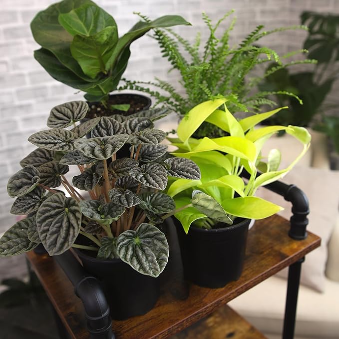Altman Plants Deluxe Houseplants (3 Pack), Assorted Popular Live Indoor Plant Varieties, Easy Plant Care, 4.25 in Pots
