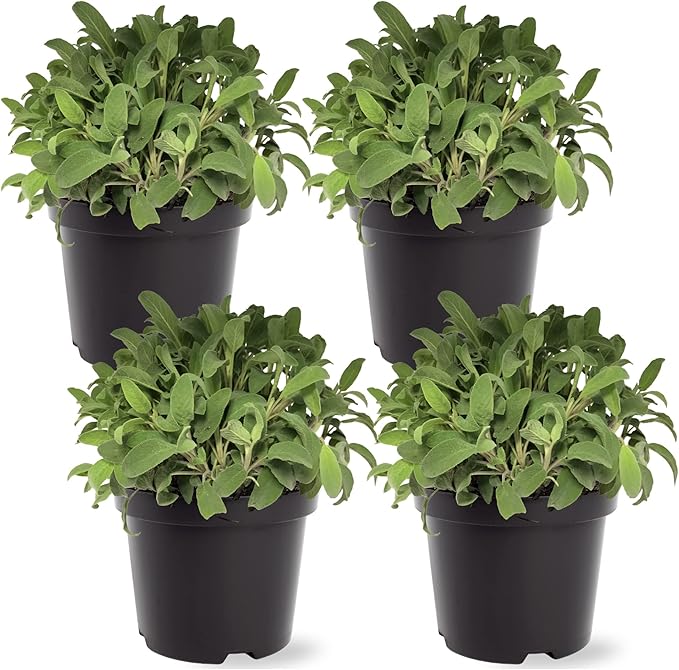Live Aromatic and Edible Herb - Sage (4 Per Pack), Supports Memory and Brain Health, 8" Tall by 4" Wide in 1 Pint Pot