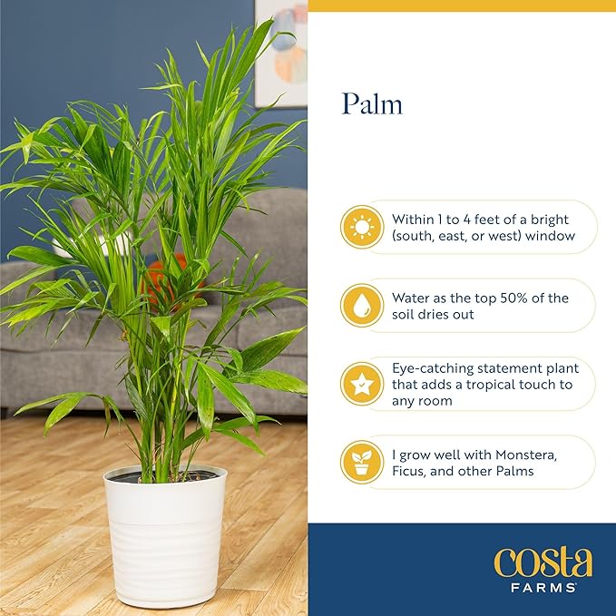 Costa Farms Majesty Palm Live Plant in Decorative Pot, Indoor Houseplant, Perfect for Home, Room, or Office Decor, Great House Warming or Birthday Gift, 3-4 Feet Tall