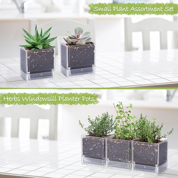 D'vine Dev 4 Inch Herb Planter Pots, Acrylic Planter with Drainage Holes and Saucer, Modern Decorative Gardening Pot for Indoor Plants, Herbs, Succulents, Clear, Set of 3, 76-Y-D-3