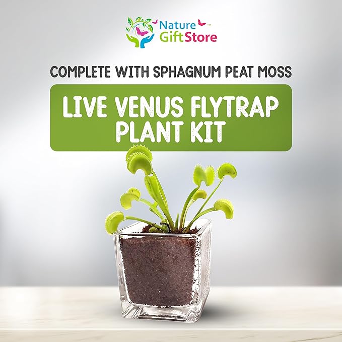 Nature Gift Store Venus Fly Trap Live Plant in 2.5" Glass Cube Pot with Educational Book, Venus Fly Trap Food, Feeding Tweezers - Carnivorous Plants Soil and Live Venus Flytrap