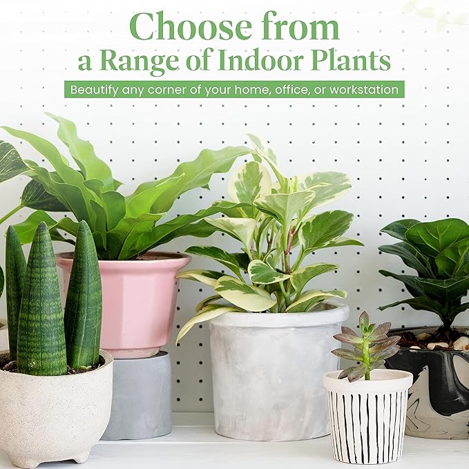 American Plant Exchange Golden Pothos – 6-Inch Pot – Live Easy Care Vining Houseplant, Air Purifying Indoor Plant for Home, Office, or Garden Decor