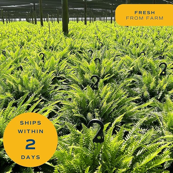 Costa Farms Boston Fern (2-Pack) Live Indoor Plants, 2-3 ft Tall - Low Light Air Purifying Houseplants - Real Hanging Ferns in 10-Inch Grower Pots - Lush Greenery for Office, Patio, or Home Decor Gift
