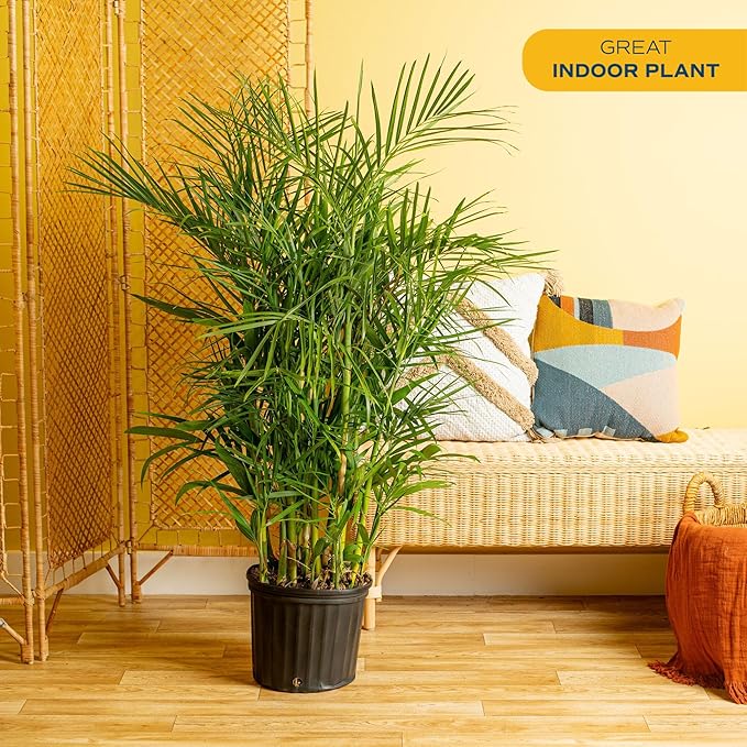 Costa Farms Bamboo Palm Live Plant in Decorative Pot, Air Purifying Large Indoor Houseplant, Perfect for Home, Room, or Office Decor, Great House Warming or Birthday Gift, 3-4 Feet Tall