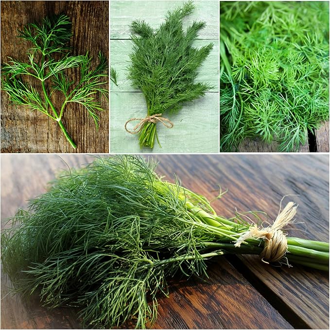 Seed Needs Italian Parsley & Dill Seeds for Planting Fresh Kitchen Herbs - Non-GMO Heirloom & Untreated Perennial Herb Seed to Plant a Culinary Garden Indoors or Outdoors (2 Pack Duo)