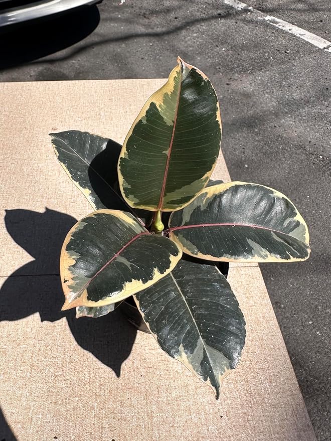 4" Ficus Elastica ‘Tineke’ – Live Indoor Houseplant | Variegated Rubber Plant – Easy Care, Air Purifying