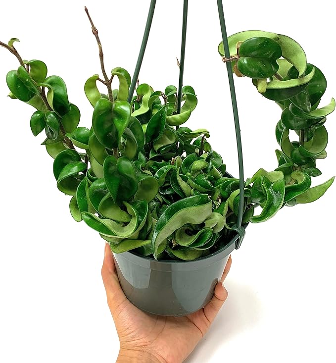 6" Hoya Compacta aka Hoya Hindu Rope in Hanging Pot Live Hoya Plant Air-Purifying Plant(Hoya Compacta, 6" Hanging Pot with Multiple Plants, Very Short Right Now)