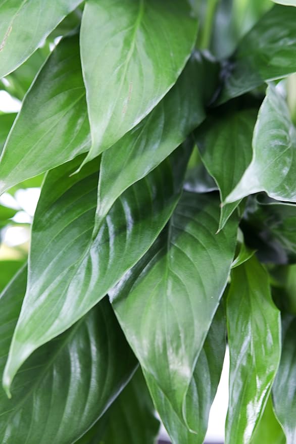 KaBloom - Large Purifying Peace Lily, Burlap Pot Cover - Fresh Flowers for Birthday, Valentine's & Mother's Day