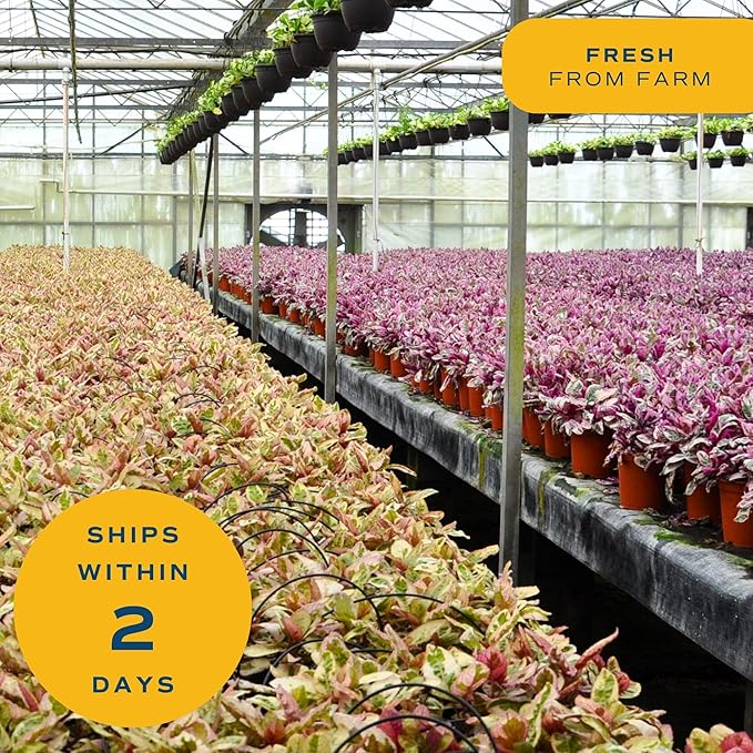 Costa Farms Scindapsus Live Plant in Self Watering Pot, Assorted Variety, Easy Care, Air Purifying Vining Indoor Houseplant, Perfect for Home, Room, or Office Décor, 9-12 Inches Tall, Pack of 2