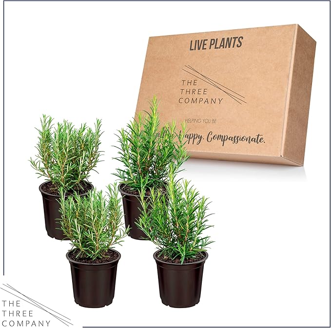 Live Aromatic and Edible Herb - Rosemary (4 Per Pack), Naturally Improves Breathing and Air Quality, 8" Tall by 3" Wide