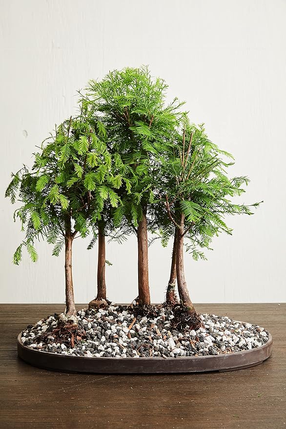 Pumice for Bonsai, Succulent, Cactus, Alocasia, Monstera, and Tropical Aroids | 20 Quarts Bag | 1/4” Particle Size | The Bonsai Supply