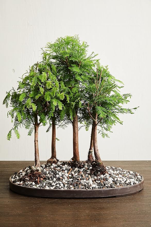 Bonsai Soil All Purpose Mix | Fast Draining Pre Blend (2 Quart Bag) Plant | Pumice, Lava, Calcined Clay and Pine Bark ● Potting Pre Mixed Bonsai Plant Soil Mixture By The Bonsai Supply