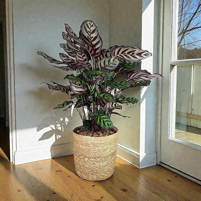 Calathea Makoyana – 10 Inches Grower Pot – Peacock Plant – Live Air Purifying Indoor Plant with Patterned Green Leaves, Easy Care Tropical Home Décor