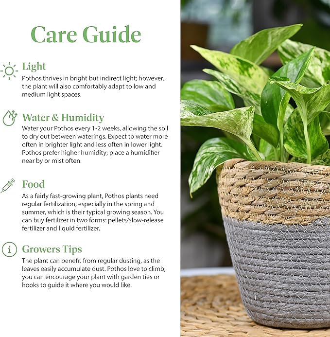 American Plant Exchange Golden Pothos – 6-Inch Pot – Live Easy Care Vining Houseplant, Air Purifying Indoor Plant for Home, Office, or Garden Decor