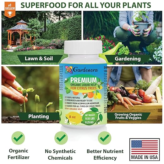 GARDENERA Premium Organic Seaweed & Kelp Superfood for Citrus Trees Plants - 32 oz - Liquid Kelp Fertilizer Concentrate (Makes 180 Gallons)