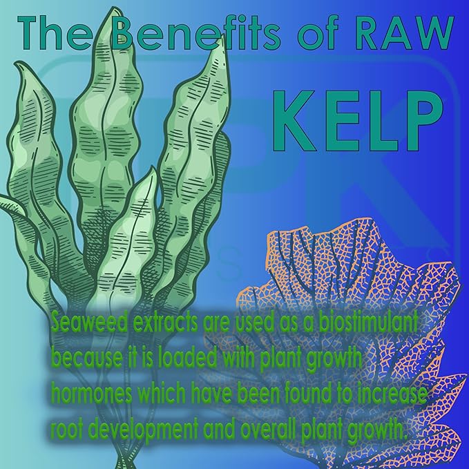 RAW Kelp – Premium Ocean-Derived Kelp Extract