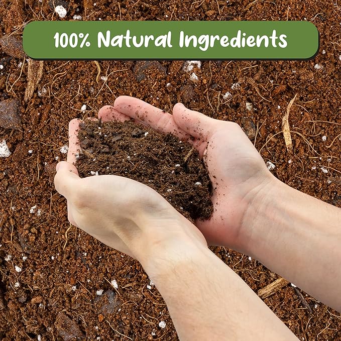 Soil Sunrise Aroid Plant Potting Soil Mix (8 Quarts) for Pothos Devil's Ivy, ZZ Plant, Chinese Evergreen, Dumb Cane Philodendron, Syngonium, Alocasia, Colocasia Etc.