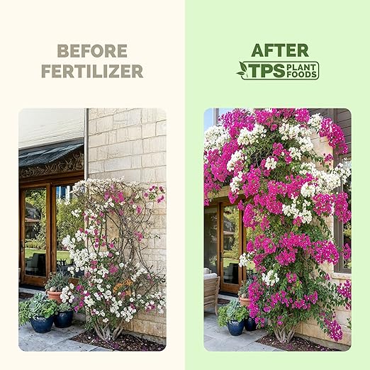 Bougainvillea Fertilizer – Liquid Plant Food for More Blooms, Brighter Color & Fuller Growth, 32 oz