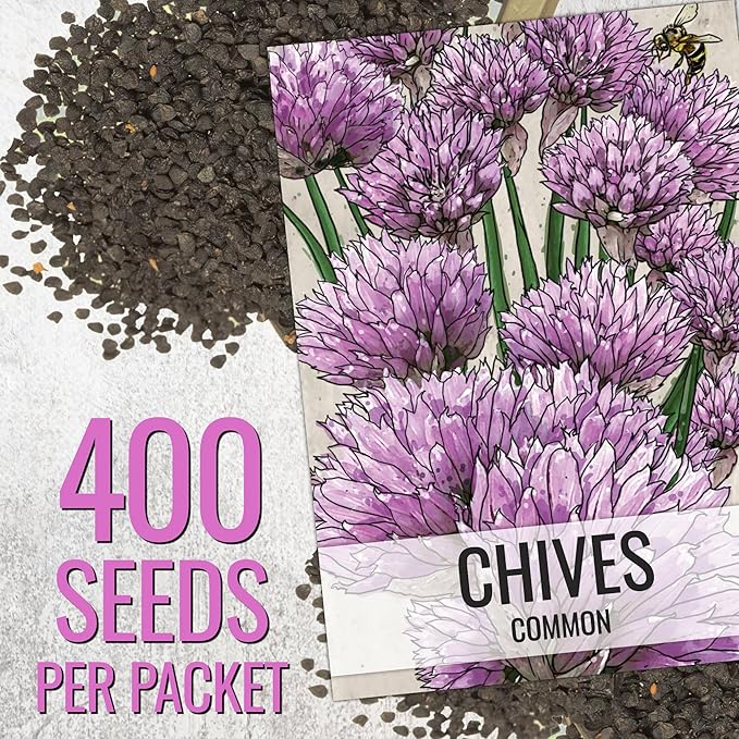 Seed Needs Italian Parsley & Chives Seeds for Planting Fresh Kitchen Herbs - Non-GMO Heirloom & Untreated Perennial Herb Seed to Plant a Culinary Garden Indoors or Outdoors (2 Pack Duo)