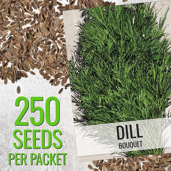 Seed Needs Italian Parsley & Dill Seeds for Planting Fresh Kitchen Herbs - Non-GMO Heirloom & Untreated Perennial Herb Seed to Plant a Culinary Garden Indoors or Outdoors (2 Pack Duo)