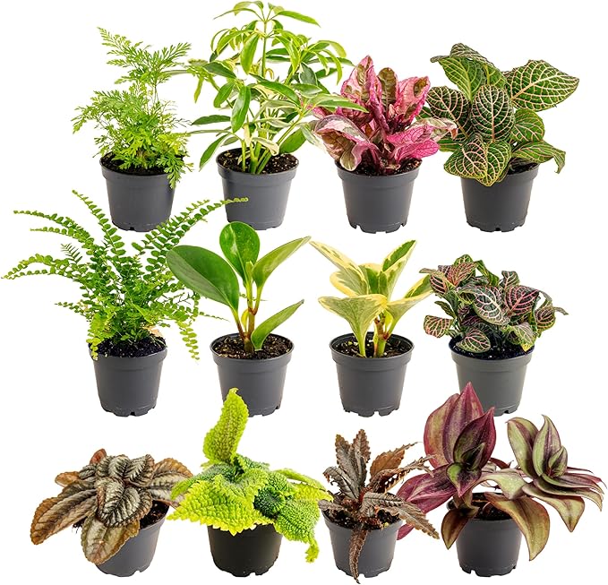 Costa Farms Mini Live Indoor Houseplants (12-Pack), Starter Plants in Nursery Pots, Assorted Foliage Mix (Varieties May Vary), Bulk Tiny Plants for DIY Terrariums, Party Favors, and Home Office Decor