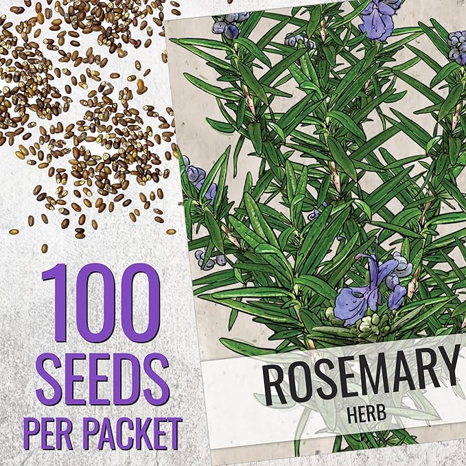 Seed Needs Rosemary & Sage Seeds for Planting Fresh Kitchen Herbs - Non-GMO Heirloom & Untreated Perennial Herb Seed to Plant a Culinary Garden Indoors or Outdoors (2 Pack Duo)