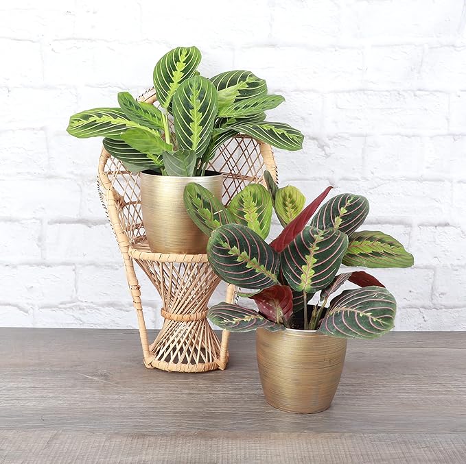 Thorsen's Greenhouse Prayer Plants Set of 2, Maranta leuconeura, Pet Safe Plants, Low Light Plants, Live Indoor Plants, 4" Diameter Plants, Classic Pots (Gold)