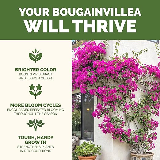 Bougainvillea Fertilizer – Liquid Plant Food for More Blooms, Brighter Color & Fuller Growth, 32 oz