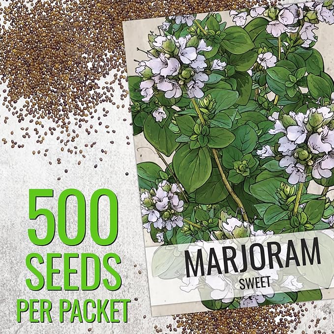 Seed Needs Sweet Marjoram & Thyme Seeds for Planting Fresh Kitchen Herbs - Non-GMO Heirloom & Untreated Perennial Herb Seed to Plant a Culinary Garden Indoors or Outdoors (2 Pack Duo)