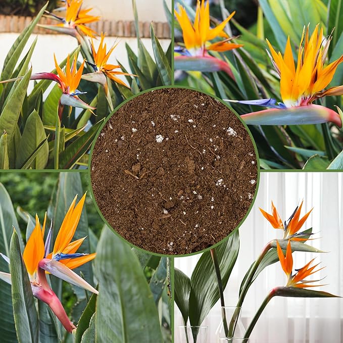 Soil Sunrise Bird of Paradise Potting Soil Mix (8 Quarts) All Natural Mix for Indoor/Outdoor Container Tropical Plants