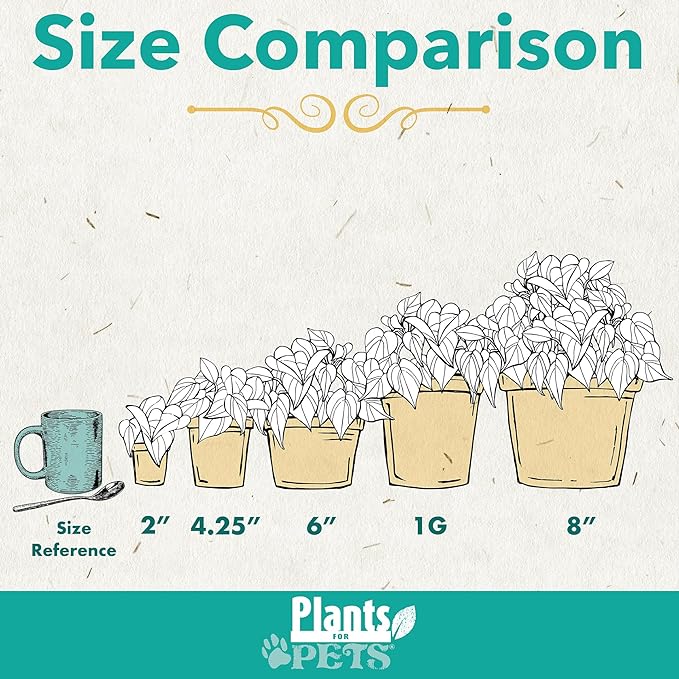 Essential Houseplant Collection (4PK) in 4.25" Grower Pots, Easy Air Purifying Plant Pack with Pothos, Syngonium, Philodendron, & More Popular Live Houseplants for Beginners by Plants for Pets