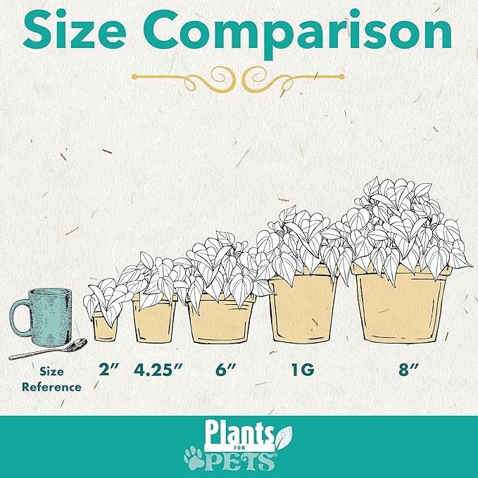 Essential Houseplant Collection (3PK), Easy Plant Varieties, Air Purifying Pack with Real Pothos, Peperomia, & More Popular Live Houseplants for Home or Office by Plants for Pets