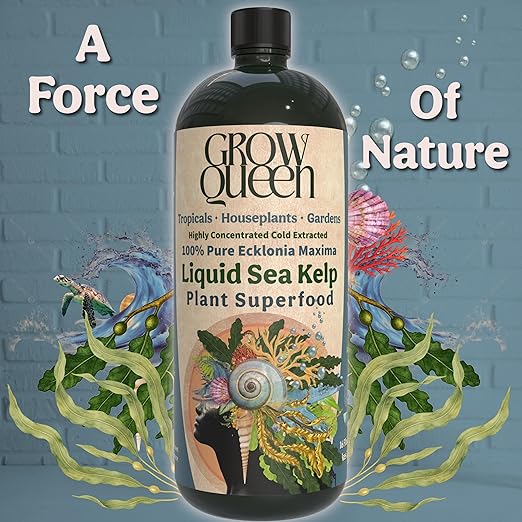 Organic Liquid Kelp & Seaweed Extract Prop Drop (Ecklonia Maxima) – Root + Plant Growth Hormone & Root Plant Food for Water Propagation, Hydroponics & Soil – 12oz 85 Gallons
