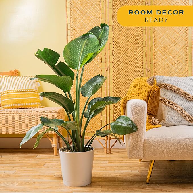 Costa Farms White Bird of Paradise, Strelitzia nicolai, Live Indoor Plant in Décor Planter Pot, Air-Purifying Tropical Houseplant, Housewarming Gift, Living Room, Office, and Home Decor, 2-3 Feet Tall