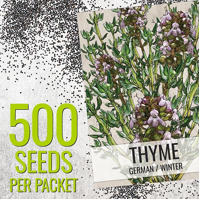 Seed Needs Thyme & Oregano Seeds for Planting Fresh Kitchen Herbs - Non-GMO Heirloom & Untreated Perennial Herb Seed to Plant a Culinary Garden Indoors or Outdoors (2 Pack Duo)